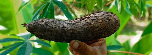 Rasper blade for cassava